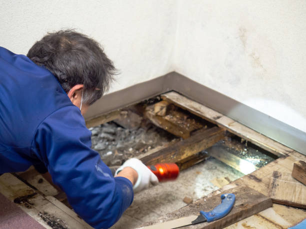 Trusted Kershaw, SC Mold Removal Experts
