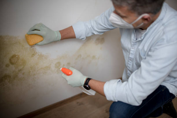 Mold Removal Process in Kershaw, SC