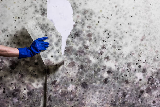 Certified Mold Removal in Kershaw, SC